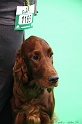 Crufts2011 394